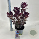 Cotinus cog. 'Royal Purple' 60-80 cm 5,0L