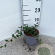 Cotoneaster dammeri 15-20 cm 2,0L