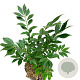 Euonymus alat. 'Compactus' 25-30 cm 2,0L
