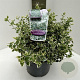 Euonymus fort. 'Emerald Gaiety' 40-50 cm 5,0L