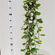 Salix caprea 'Kilmarnock' 120 cm stam 5,0L