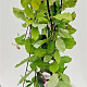 Salix caprea 'Kilmarnock' 120 cm stam 5,0L