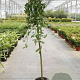 Salix caprea 'Kilmarnock' 120 cm stam 5,0L