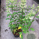 Hydrangea pan. 'Grandiflora' 60-80 cm 5,0L