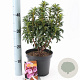 Kalmia lat. 'Little Linda' 25-30 cm 3,0L