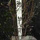 Magnolia l. 'Nigra' 80-100 cm met kluit met knop