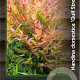 Nandina d. 'Gulf Stream' 25-30 cm 2,0L