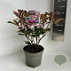Photinia fraseri Carré Rouge 25-30 cm 2,0L