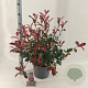 Photinia fraseri Carré Rouge 40-60 cm 10L