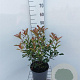 Photinia fraseri Carré Rouge 50-60 cm 5,0L