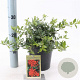 Pyracantha cocc. 'Red Cushion' 30-40 cm 2,0L