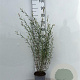 Salix purpurea 'Nana' 40-60 cm 2,0L