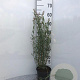 Salix purpurea 'Nana' 60-80 cm 2,0L