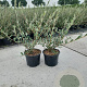 Salix repens 40-60 cm 2,0L
