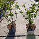 Sambucus nigra 50-60 cm 5,0L