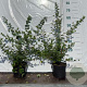 Symphoricarpos d. 'Mother of Pearl' 40-60 cm 2,0L
