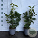 Syringa vulgaris 40-60 cm 2,0L