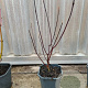 Cornus alba 'Kesselringii' 40-60 cm 2,0L