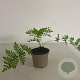 Osmunda regalis GM 2,0L