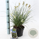 Pennisetum al. 'Little Bunny' 25-30 cm 2,0L