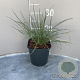 Stipa gigantea GM 2,0L