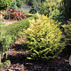 Chamaecyparis o. 'Melody' 20-25 cm 3,0L