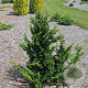 Chamaecyparis p. 'Teddy Bear' 20-25 cm 3,0L