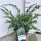 Juniperus chin. 'Blue Alps' 30-40 cm 3,0L