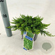 Juniperus comm. 'Green Carpet' 20-25 cm 3,0L