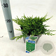 Juniperus h. 'Prince of Wales' 20-25 cm 3,0L