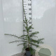 Larix decidua 80-100 cm 2,0L