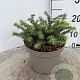 Picea a. 'Nidiformis' 25-30 cm 3,5L