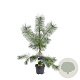 Pinus sylvestris 80-100 cm 5,0L