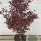 Acer pal. 'Atropurpureum' 100-120 cm container