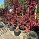 Acer pal. 'Bloodgood' GM container