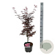 Acer pal. 'Skeeter's Broom' 50-60 cm 4,5L