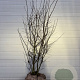 Amelanchier lamarckii 200-225 cm draadkluit extra