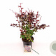 Berberis ott. 'Superba' 40-50 cm 3,0L