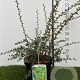 Berberis stenophylla 30-40 cm 3,0L