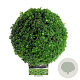 Buxus sempervirens 25-30 cm 4,0L bol antraciet