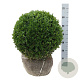 Buxus sempervirens 45-50 cm met kluit bol