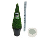 Buxus sempervirens 70-80 cm 12L piramide antraciet