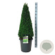 Buxus sempervirens 90-100 cm 17L piramide antraciet