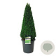 Buxus sempervirens 90-100 cm 17L piramide antraciet