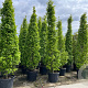 Carpinus bet. 'Fastigiata' 300-350 cm cont. 70L solitair