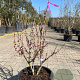 Cercis chinensis 'Avondale' 80-100 cm 20L