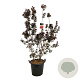 Cotinus cog. 'Royal Purple' 170-200 cm cont. 55L extra