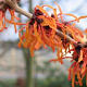 Hamamelis int. 'Orange Beauty' 150-175 cm draadkluit meerstammig 80-100 breed