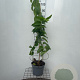 Heptacodium miconioides 80-90 cm 5,0L