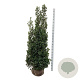 Ilex meserv. 'Heckenstar' 175-200 cm met kluit extra